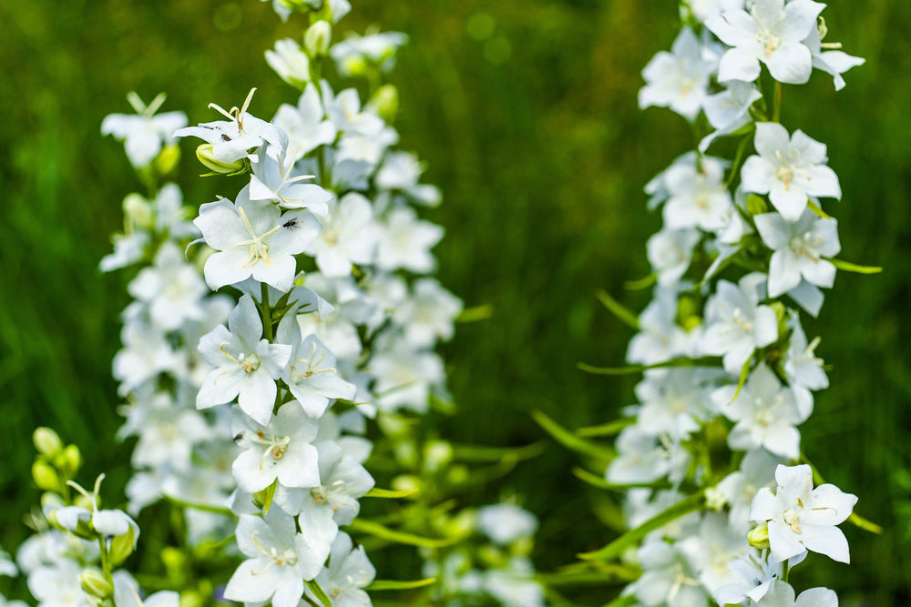 White Peach-Leafed Bellflower Seeds