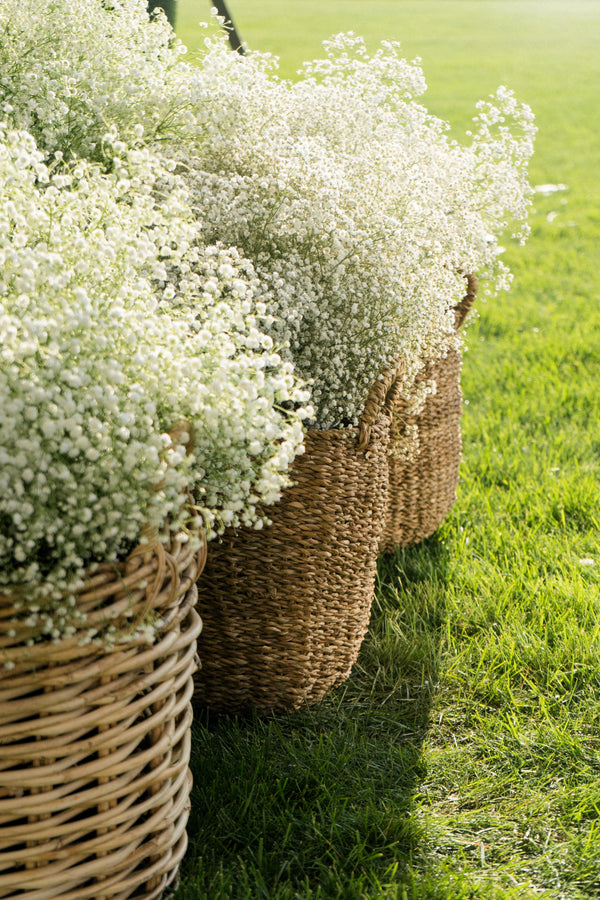Baby’s Breath ‘Covent Garden’ Seeds