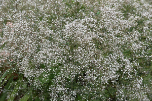 Baby’s Breath ‘Covent Garden’ Seeds