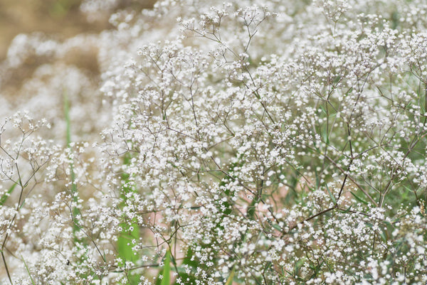 Baby’s Breath ‘Covent Garden’ Seeds