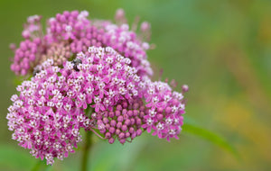 Swamp Milkweed Seeds