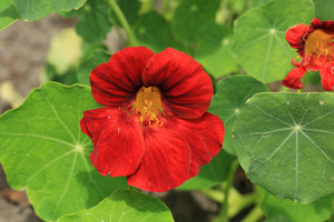Red Empress Nasturtium Seeds