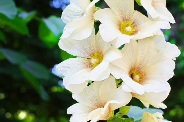White Hollyhock Seeds