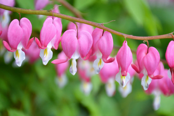 Old Fashioned Bleeding Heart Seeds