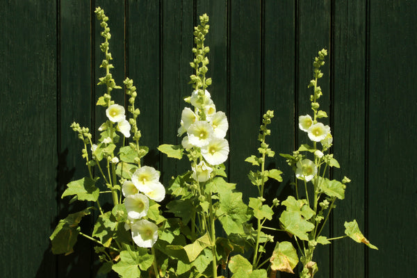 White Hollyhock Seeds