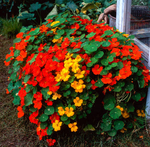 Dwarf Jewel Mix Nasturtium Seeds