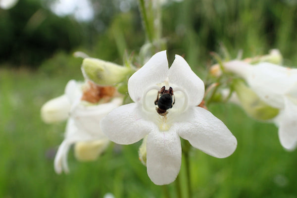 Foxglove Beardtongue Seeds