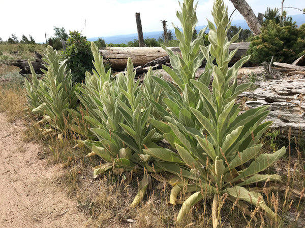 Yellow Verbascum Seeds