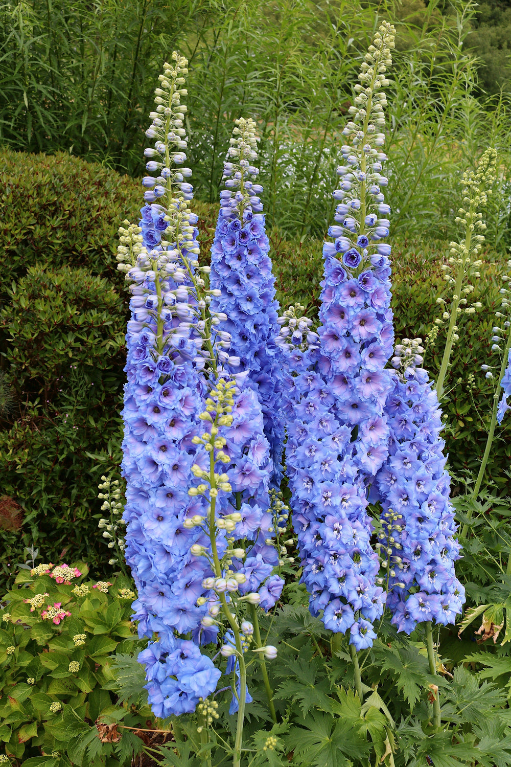 Rocket Larkspur Delphinium Seeds