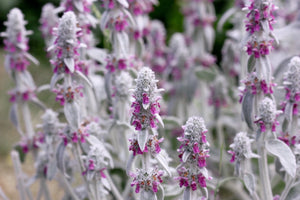 Lamb's Ear Seeds