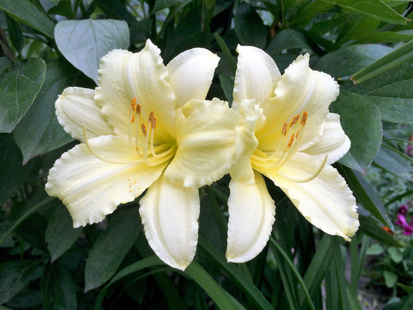 Daylily Seeds Mixed Colors