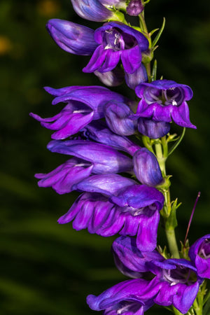 Native Mix Penstemon Seeds