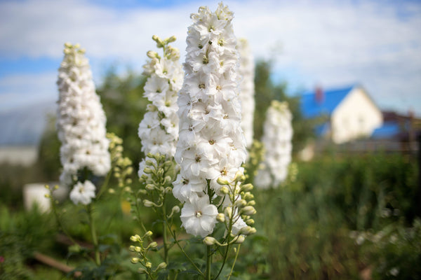 Giant Imperial White King Larkspur Seeds