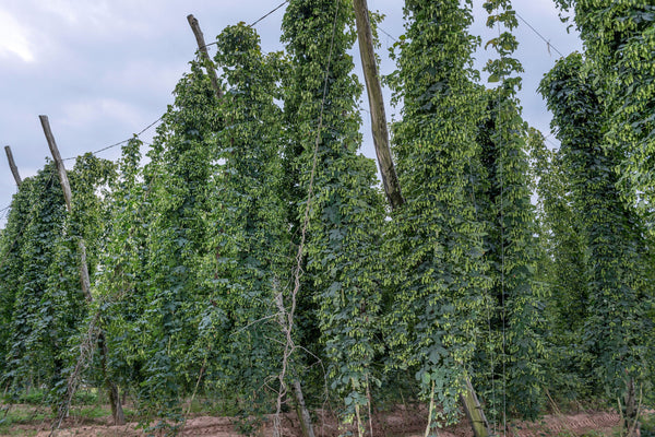 Common Hops Seeds