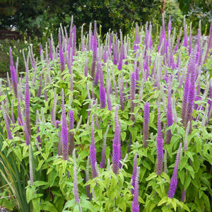 Purple Tails Wood Sage Seeds