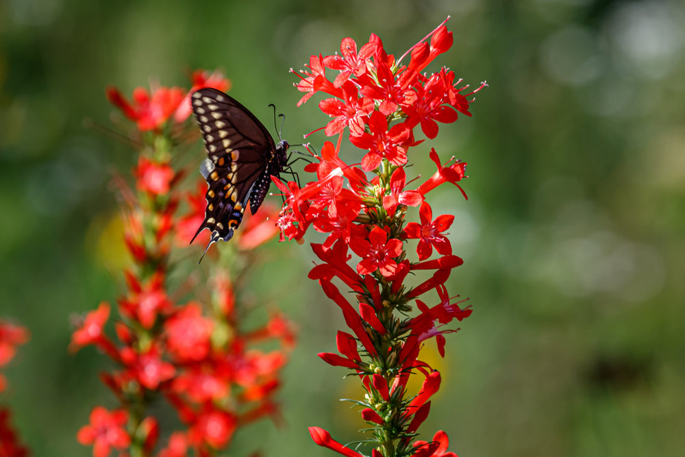 Standing Cypress Seeds