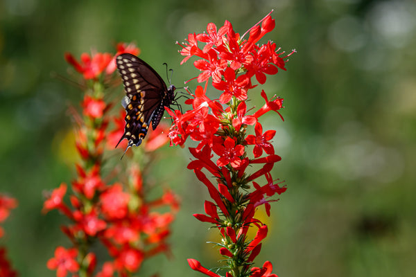 Standing Cypress Seeds