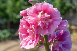 Summer Carnival Hollyhock Seeds