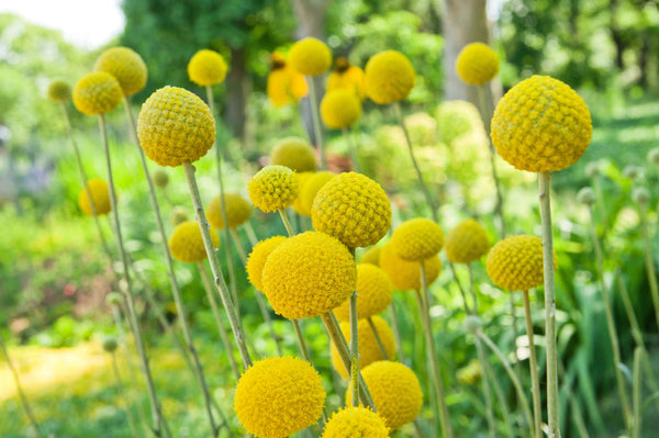 Billy Buttons Seeds