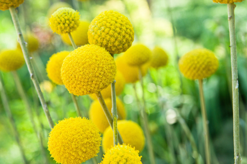 Billy Buttons Seeds