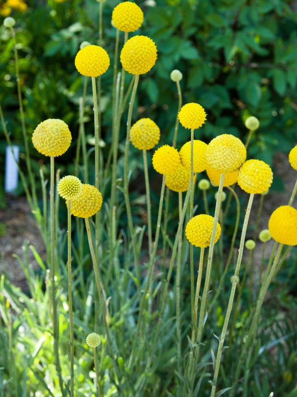 Billy Buttons Seeds