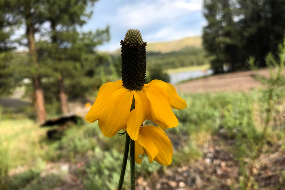 Clasping Coneflower Seeds