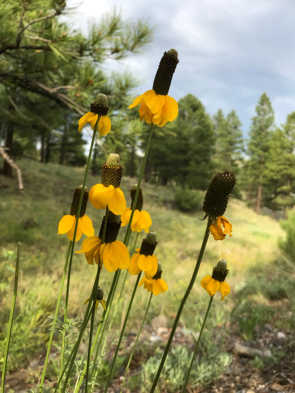 Clasping Coneflower Seeds