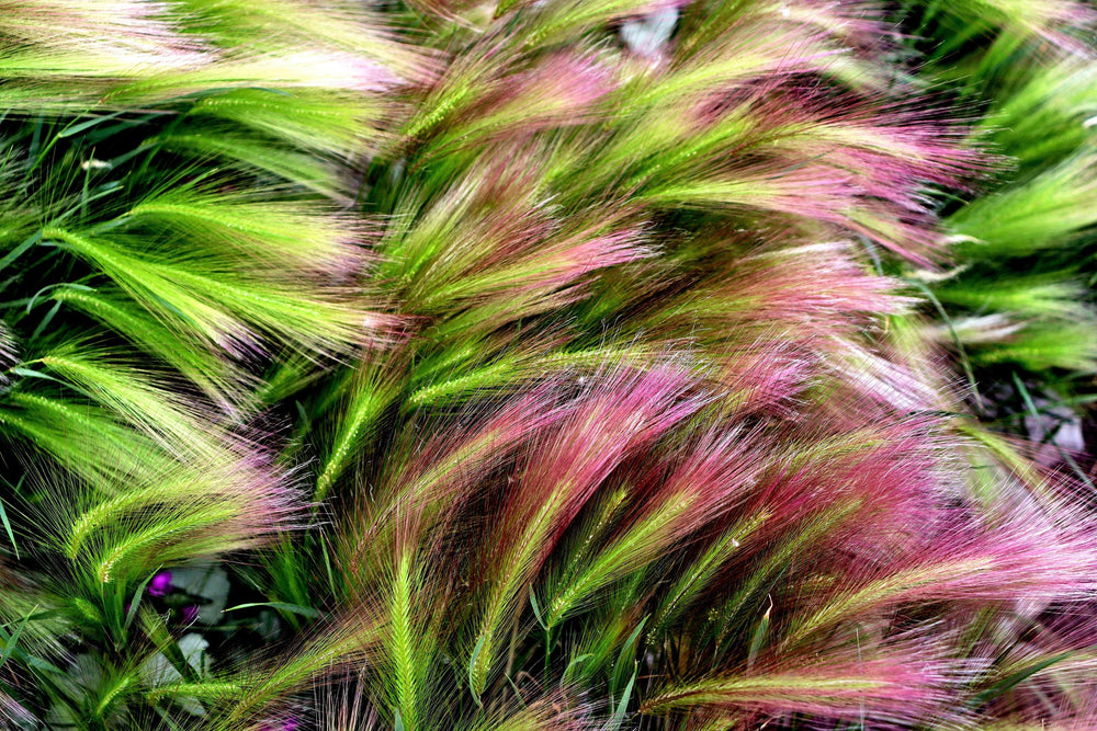 Squirrel Tail Barley Grass Seeds