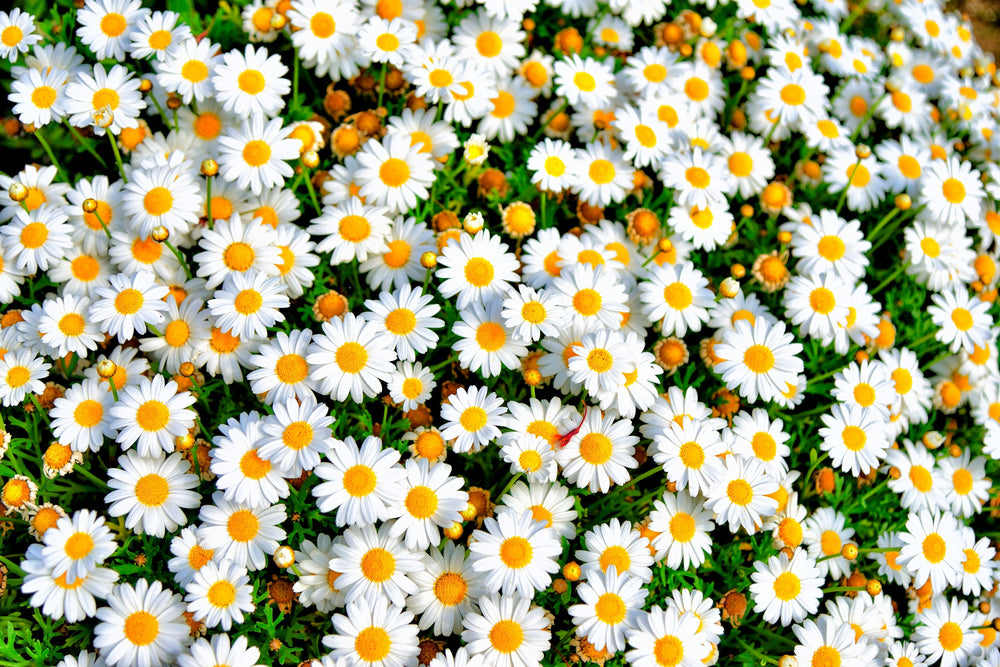 Dwarf Creeping Daisy Seeds