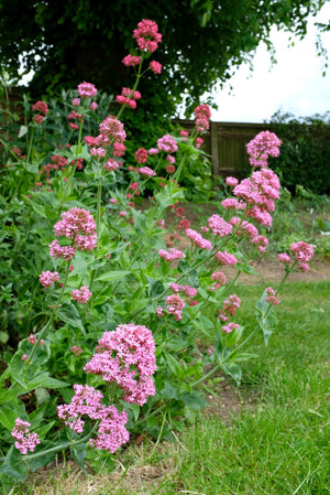 Valerian Seeds