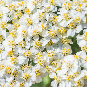 White Yarrow Seeds