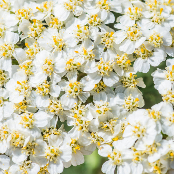White Yarrow Seeds