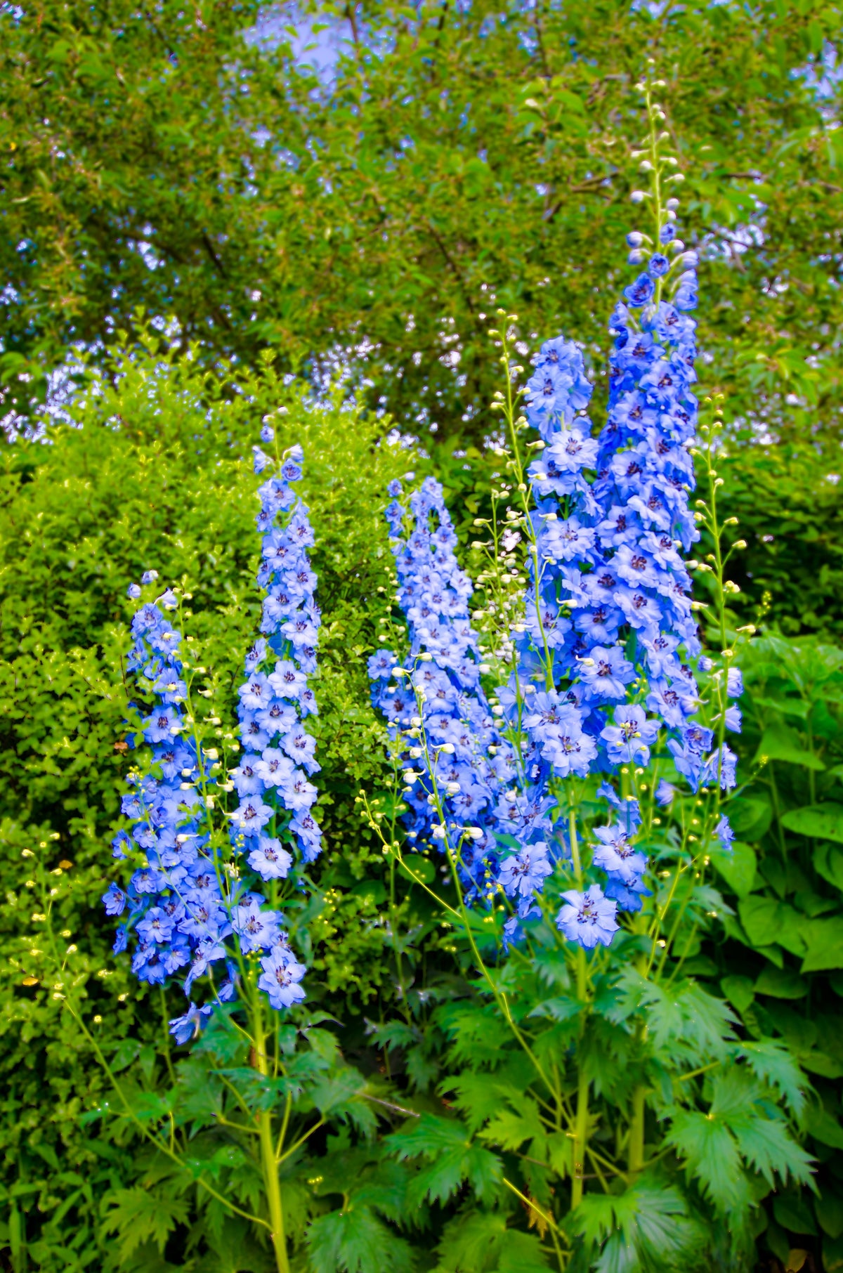 Delphinium Pixie Rockets Rocket Larkspur Delphinium Seeds