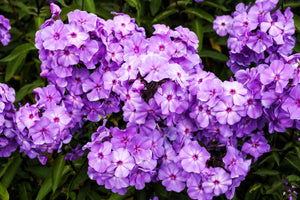 New Hybrids Mix Tall Garden Phlox Seeds
