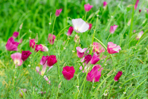 Purple Gleam California Poppy Seeds