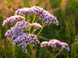 Valerian Seeds