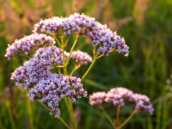 Valerian Seeds