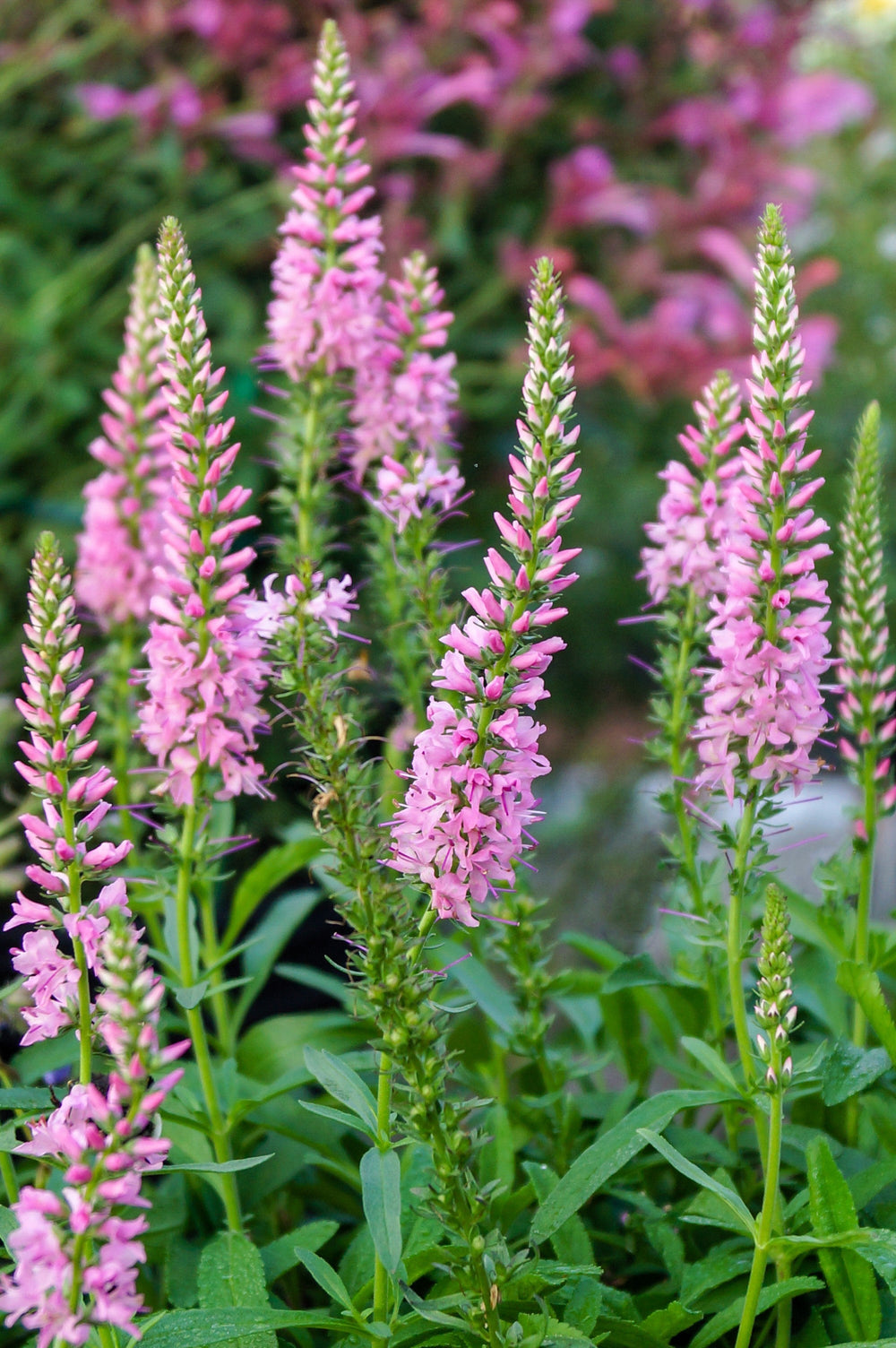 Pink Veronica Flower Seeds