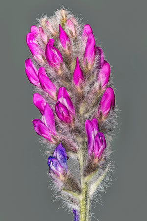 Purple Locoweed Seeds