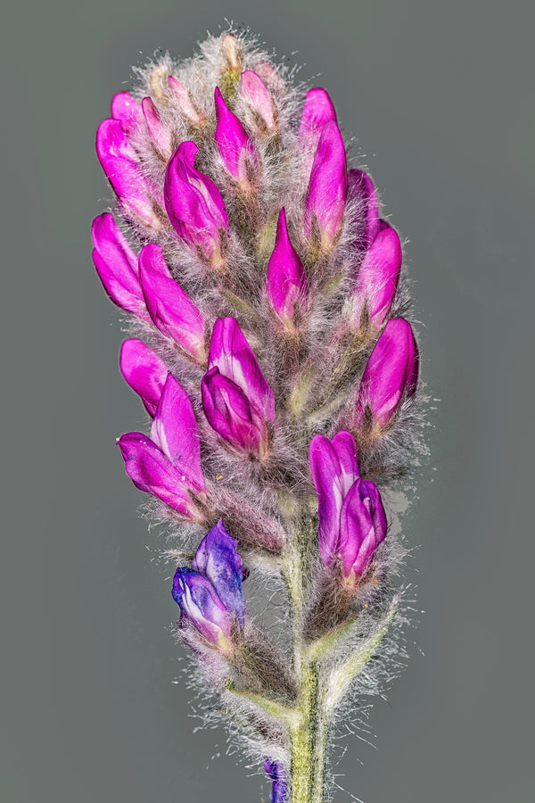 Purple Locoweed Seeds