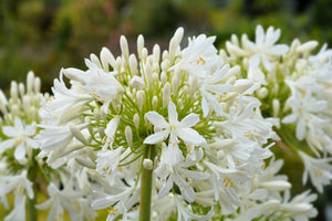 White Lily of the Nile Seeds