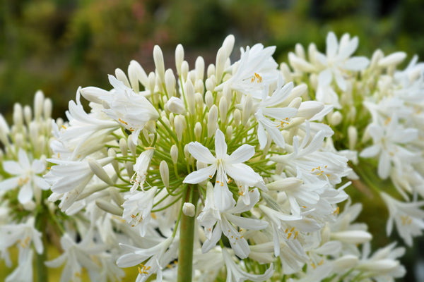 White Lily of the Nile Seeds