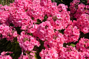 New Hybrids Mix Tall Garden Phlox Seeds