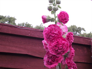 Summer Carnival Hollyhock Seeds