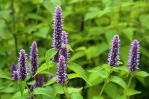 Blue Giant Anise Hyssop Seeds