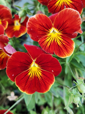 Red & Yellow Pansy Seeds
