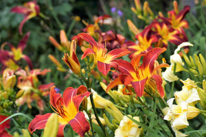 Daylily Seeds Mixed Colors