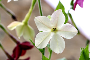 White Nicotiana Seeds - Certified Organic