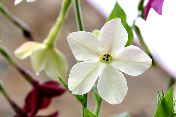 White Nicotiana Seeds - Certified Organic