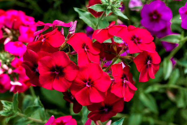 Red Phlox Seeds